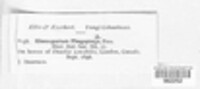 Gloeosporium frankii image